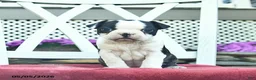 Boston Terrier dogs for sale: Penny  - Ad 3