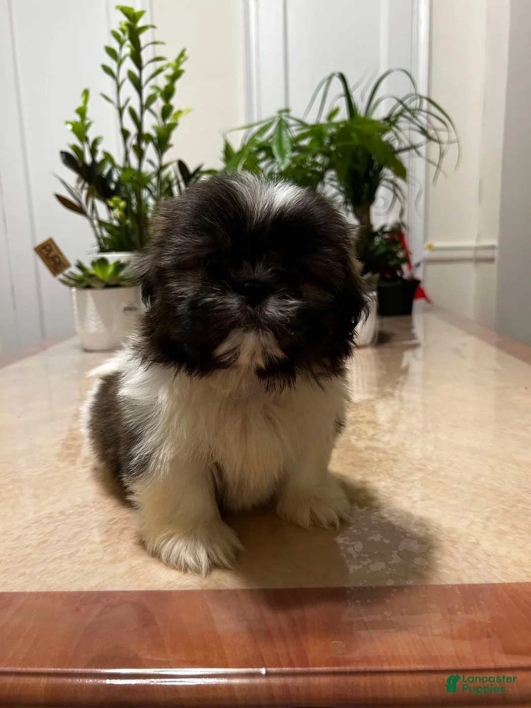 Shih Tzu dogs for sale: Anna - Ad 2