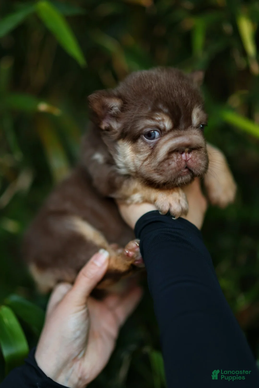 French Bulldog dogs for sale: French Bulldog Puppy 1 - Ad 3