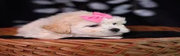 Teddy Bear dogs for sale: Constance - Ad 5