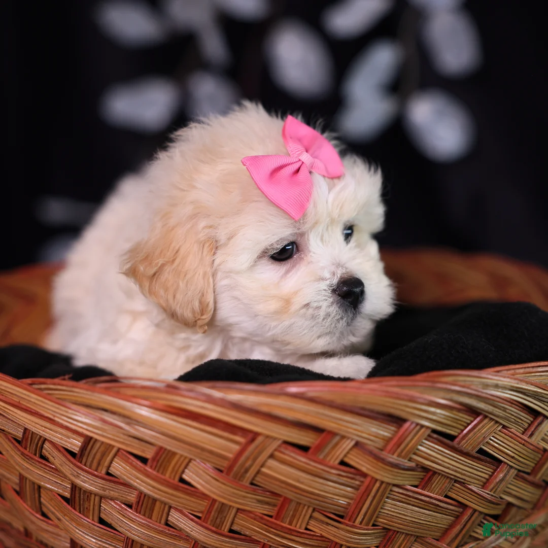 Teddy Bear dogs for sale: Constance - Ad 5