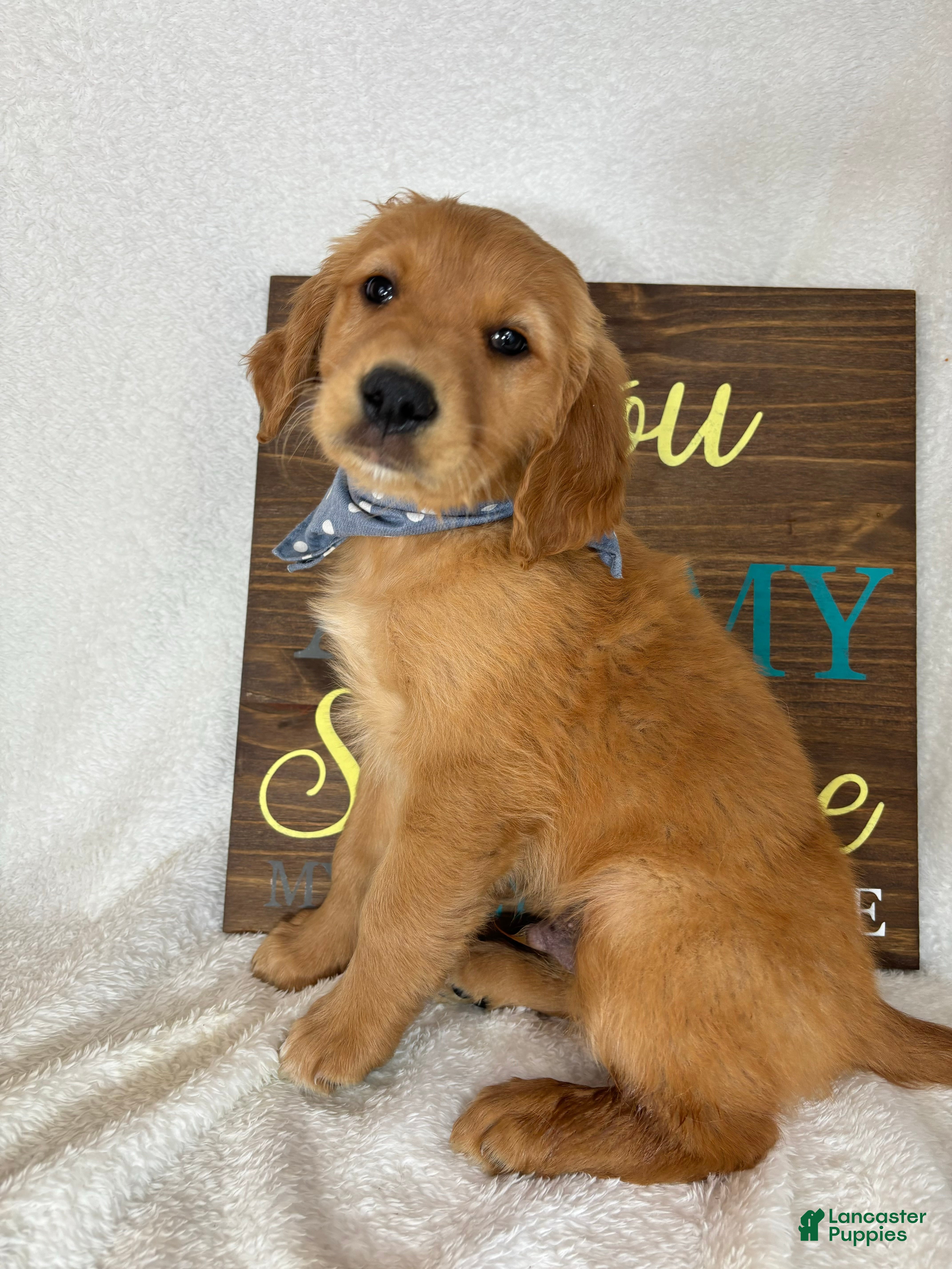 Golden Retriever dogs Goose - Ad 33