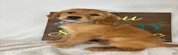Golden Retriever dogs for sale: Goose - Ad 1