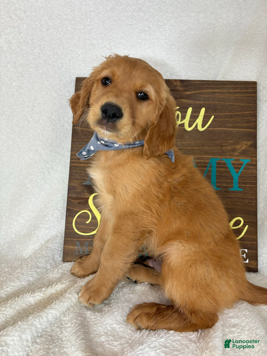 Golden Retriever dogs for sale: Goose - Ad 1