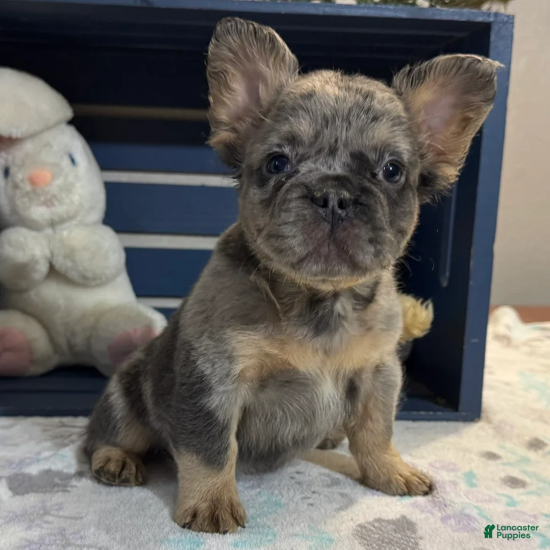 French Bulldog dogs for sale: Darla - Ad 2