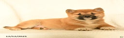 Shiba Inu dogs for sale: Puma - Ad 5