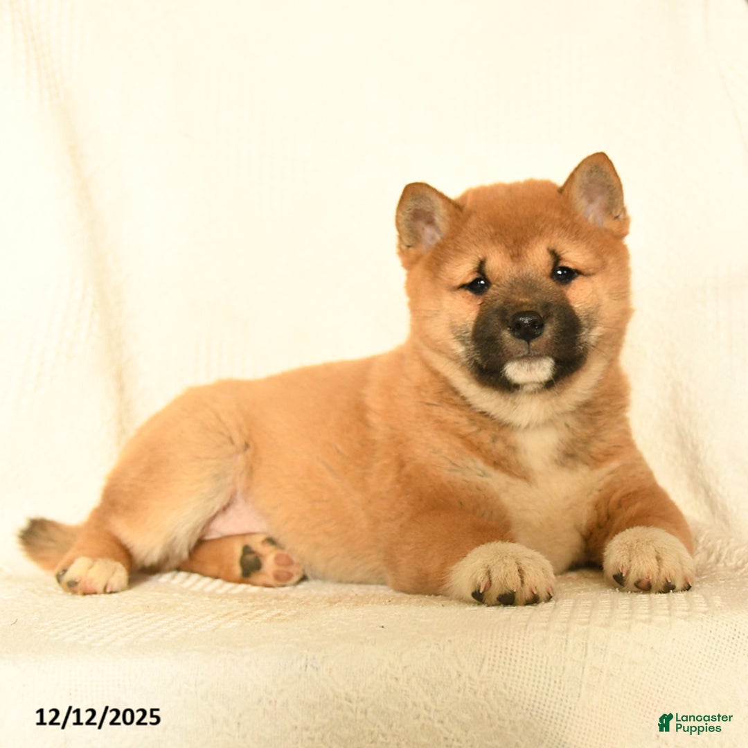 Shiba Inu dogs for sale: Puma - Ad 5