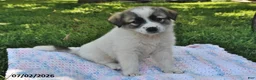 Mixed Breed dogs for sale: Beauty - Ad 2