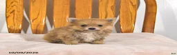 Pomeranian dogs for sale: Rhoda - Ad 2