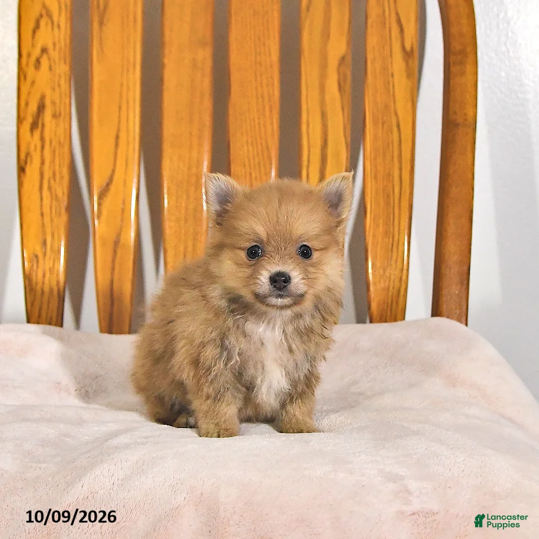 Pomeranian dogs for sale: Rhoda - Ad 2