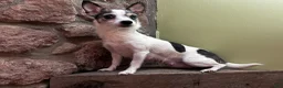 Chihuahua dogs for sale: 🐾Bart~Merle Chihuahua - Ad 12