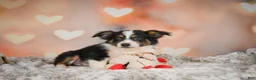 Miniature Australian Shepherd dogs for sale: Angel - Ad 3