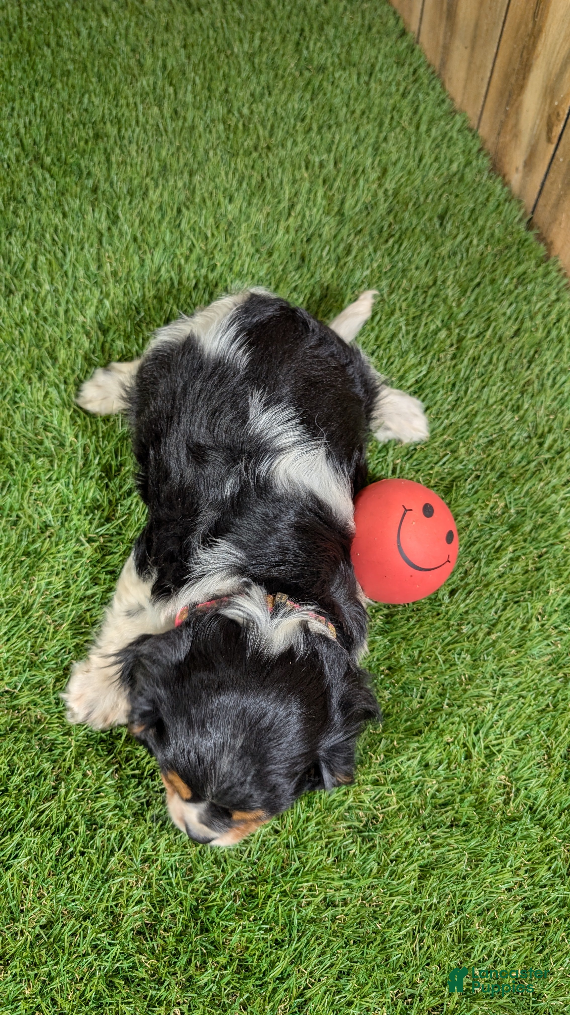 Cavalier King Charles Spaniel dogs Bessie Girl 1 - Ad 2