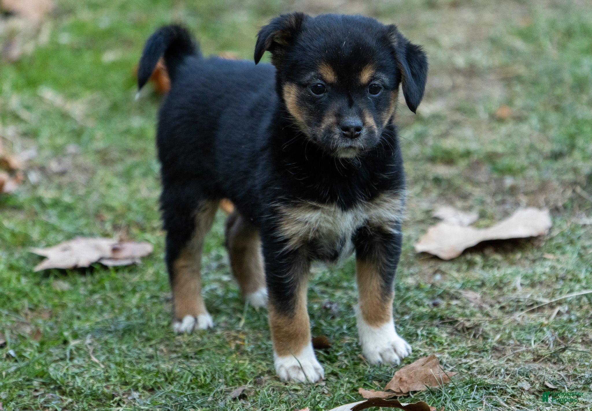 Mixed Breed dogs Storm - Ad 32