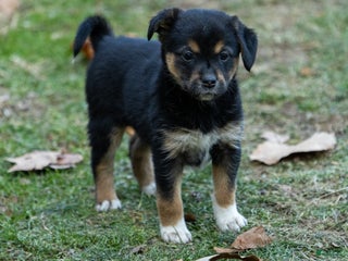 Mixed Breed dogs Storm - Ad 33