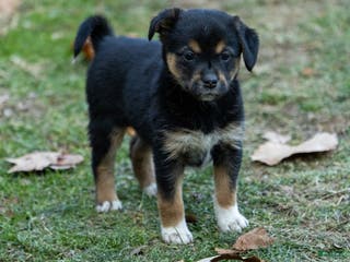 Mixed Breed dogs Storm - Ad 23