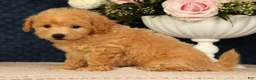 Bichpoo dogs for sale: Jenna - Ad 8