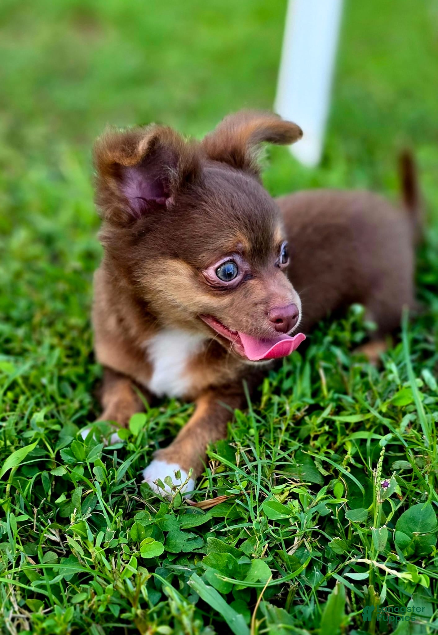 Chihuahua dogs Thor - Ad 1