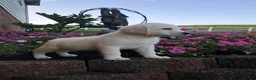 Labrador Retriever dogs for sale: Bruno - Ad 9