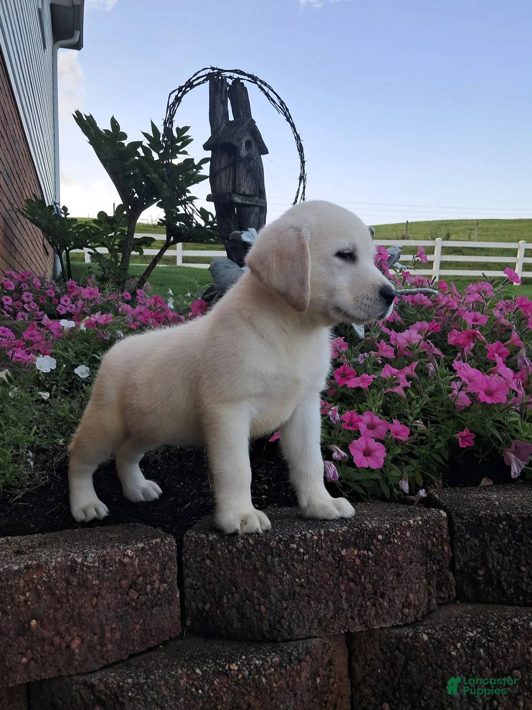 Labrador Retriever dogs for sale: Bruno - Ad 9
