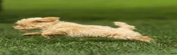 Maltipoo dogs for sale: Nacho Maltipoo Puppy  - Ad 17
