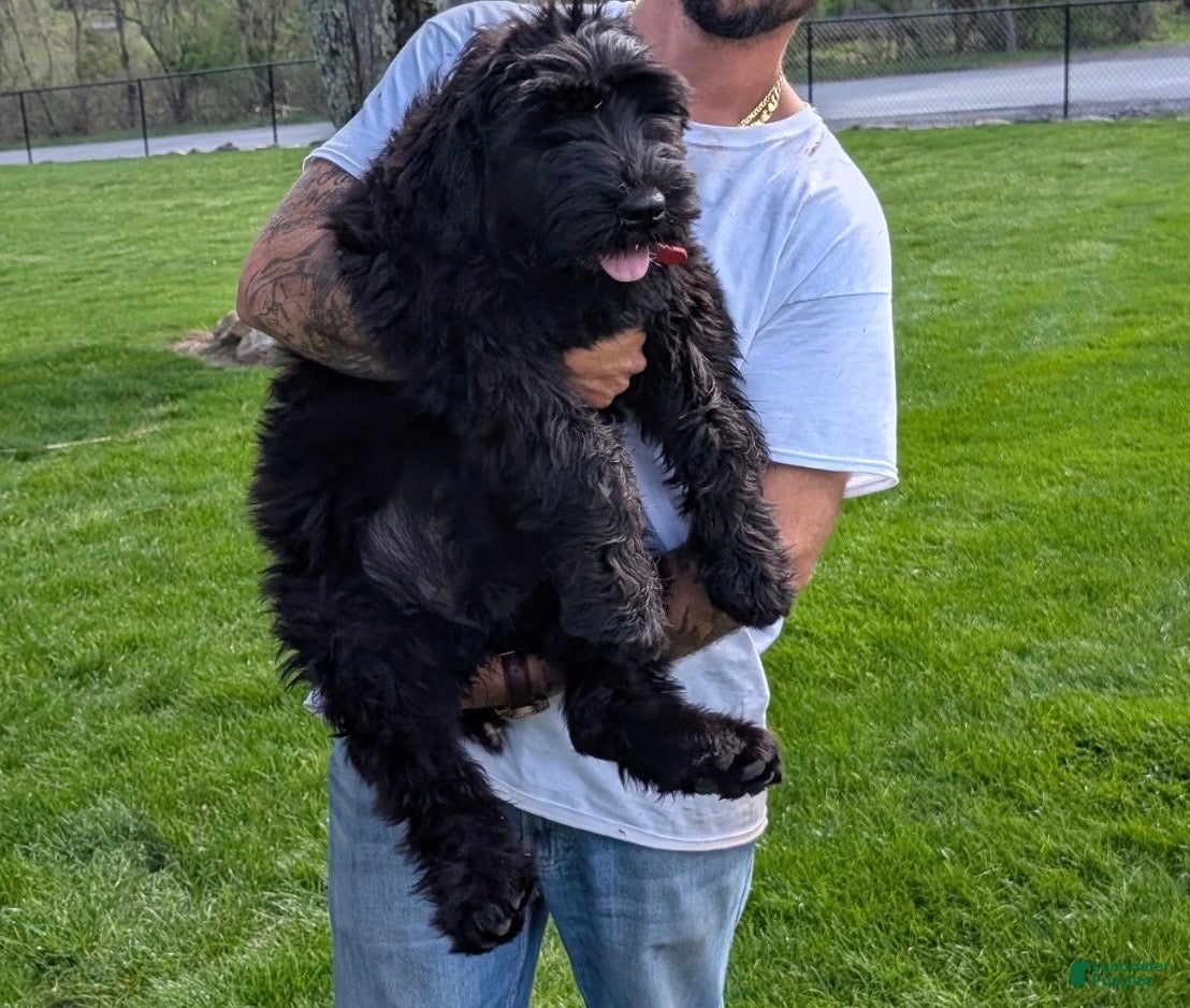 Black Russian Terrier dogs Black Russian Terrier Puppy 1 - Ad 1