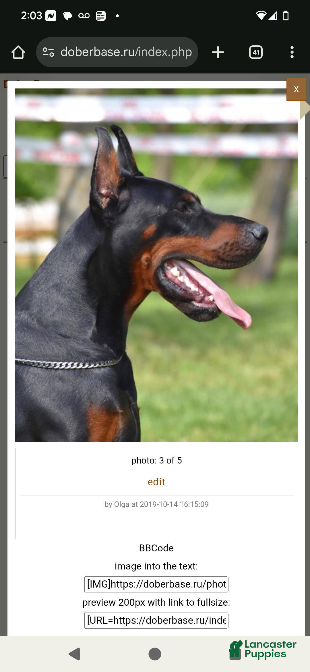 Doberman Pinscher dogs for sale: Missy - Ad 3