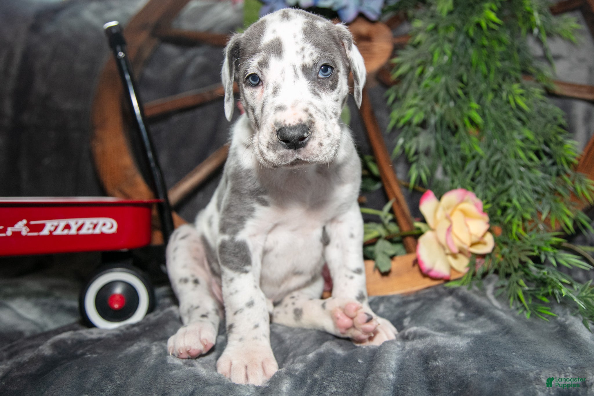 Great Dane dogs Holly - Ad 1