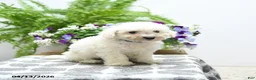 Bichon Frise dogs for sale: Charlie - Ad 1