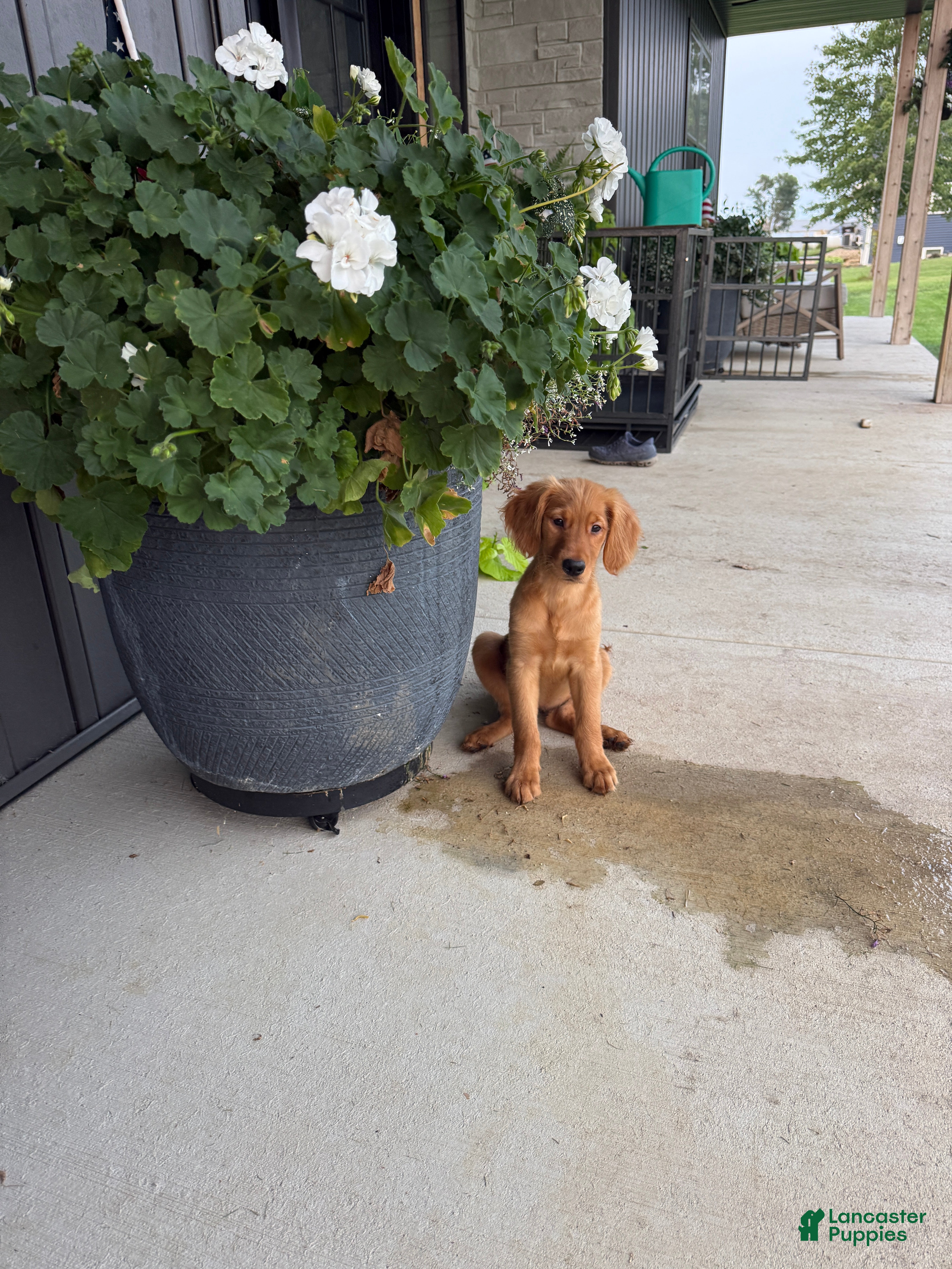 Golden Retriever dogs Golden Retriever 11 - Ad 29