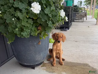 Golden Retriever dogs Golden Retriever 11 - Ad 29