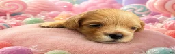 Maltipoo dogs for sale: Sahweetie - Ad 5