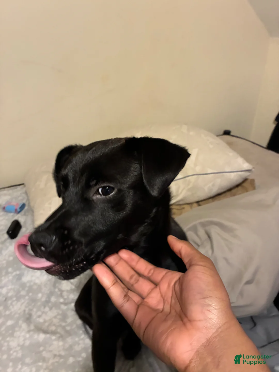 Mixed Breed dogs for sale: Mixed Breed Puppy 2 - Ad 3