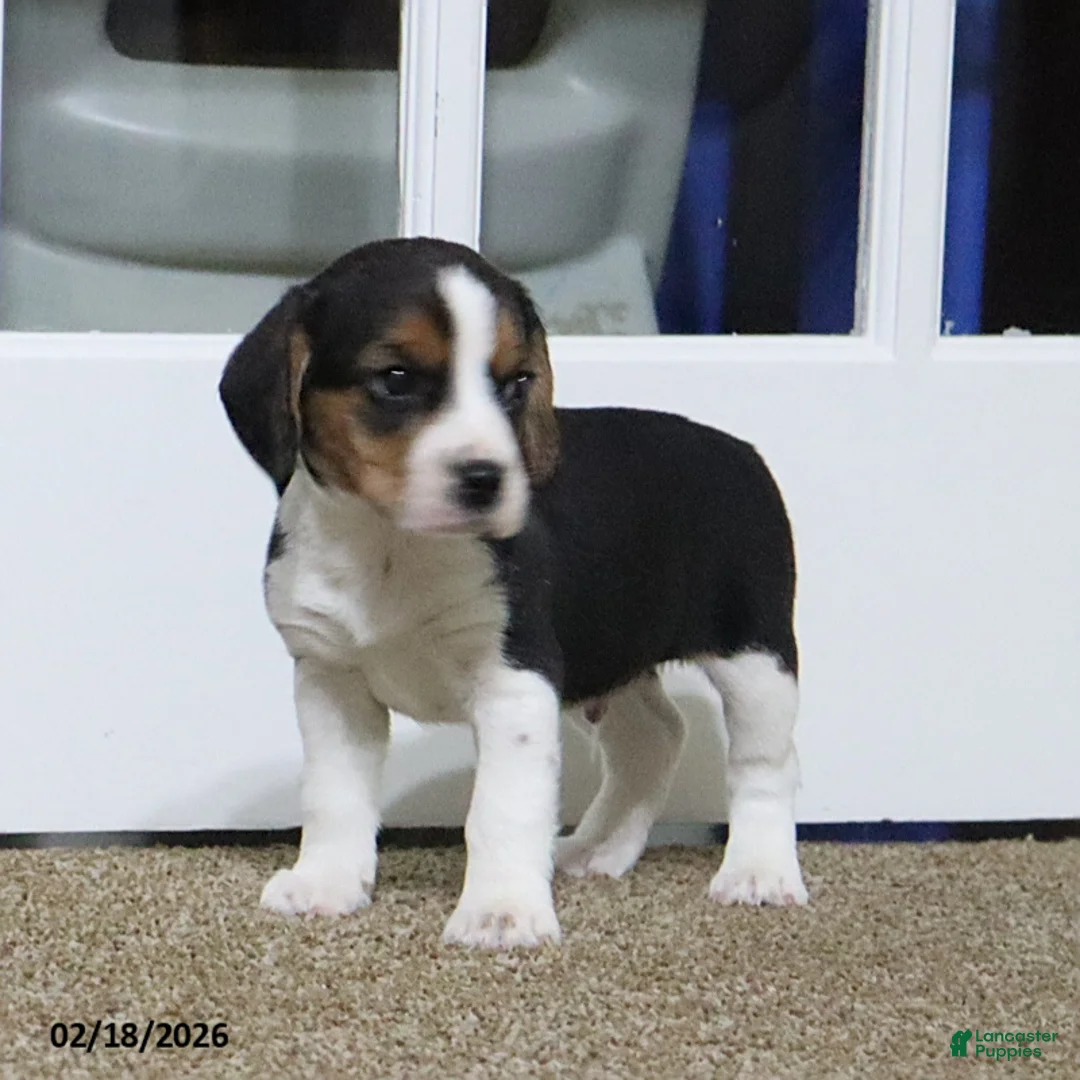 Beagle dogs for sale: Nixon - Ad 7