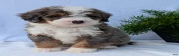 Mini Bernedoodle dogs for sale: Mini Banks  - Ad 19