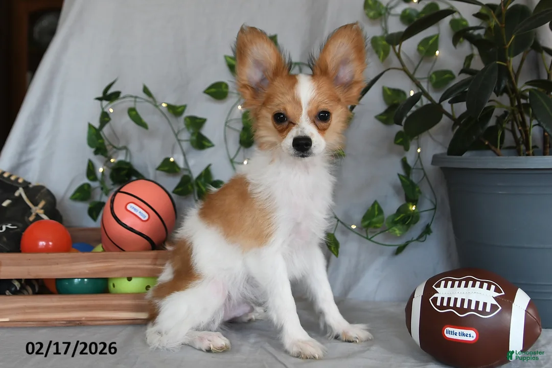 Papillon dogs for sale: Nick  - Ad 3