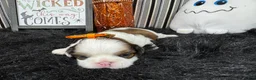 Shih Tzu dogs for sale: Shih Tzu 4 - Ad 2