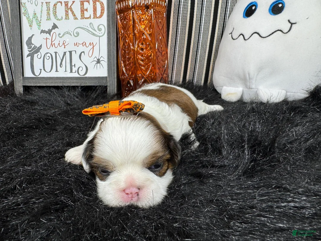 Shih Tzu dogs for sale: Shih Tzu 4 - Ad 2