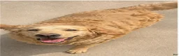 Goberian dogs for sale: Axel - Ad 2