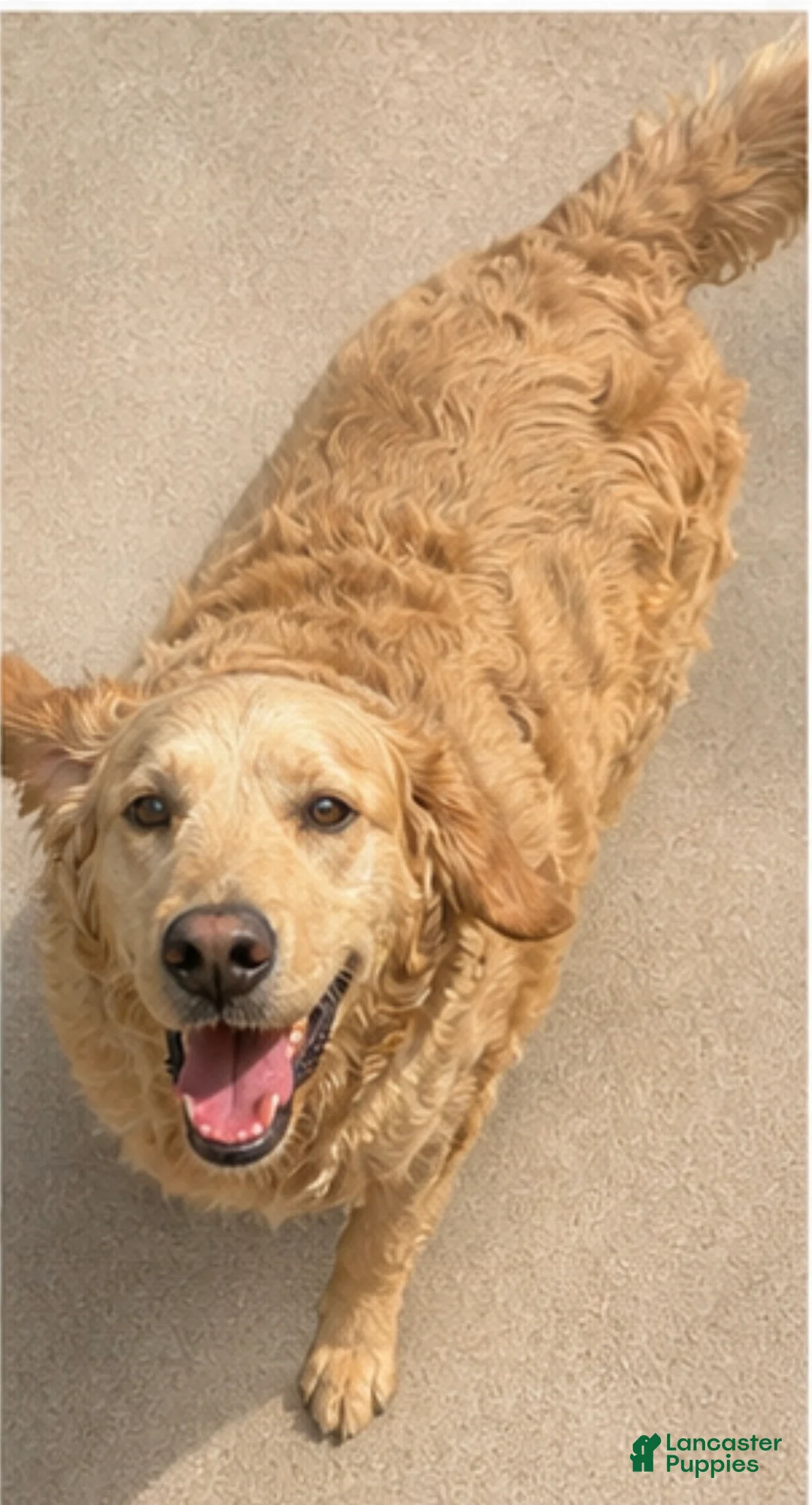 Goberian dogs for sale: Axel - Ad 2