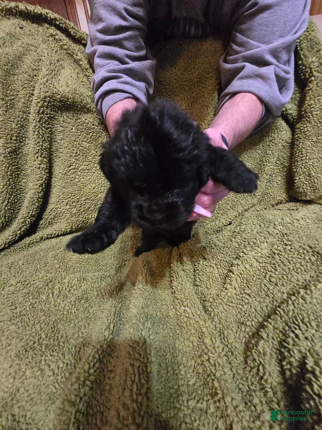 Newfoundland dogs for sale: Newfoundland Puppy 8 girl - Ad 3