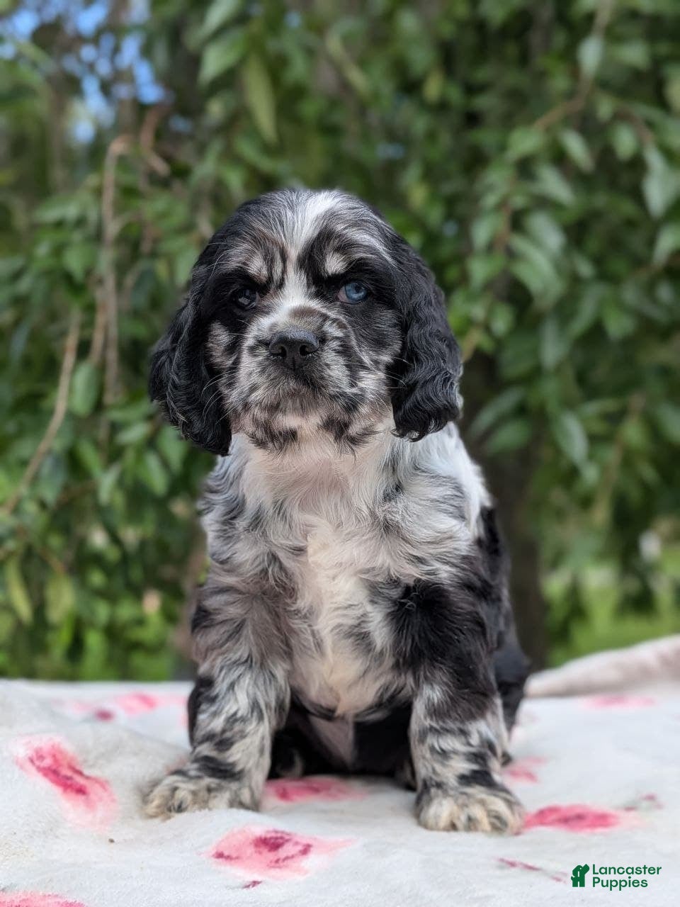 Cocker Spaniel dogs Chloe - Ad 1