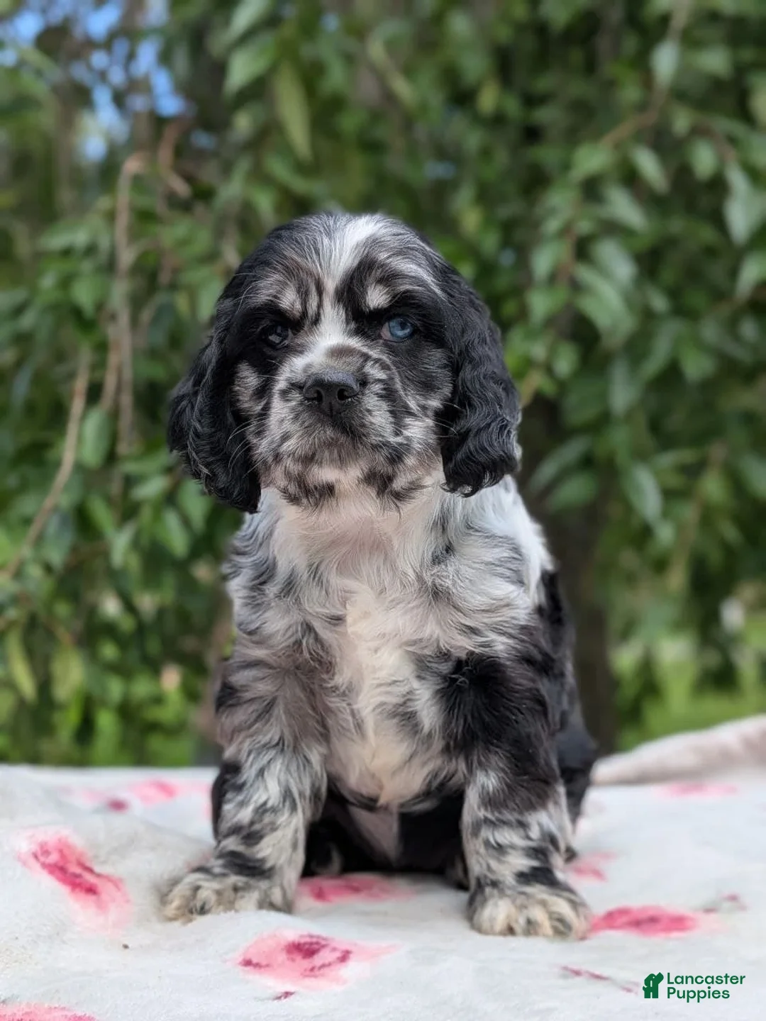 Cocker Spaniel dogs for sale: Chloe - Ad 1