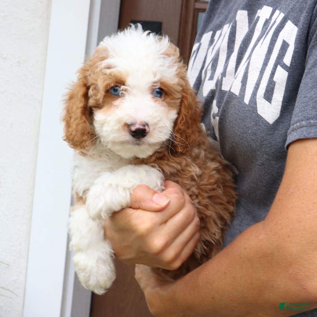Mini Bernedoodle dogs for sale: Kirk  - Ad 4