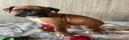 Boxer dogs for sale: Barney - Ad 1