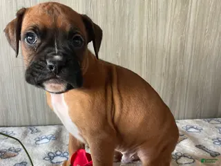 Boxer dogs Barney - Ad 20