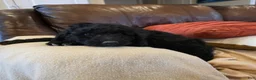 Mini Goldendoodle dogs for sale: Pink - Ad 4