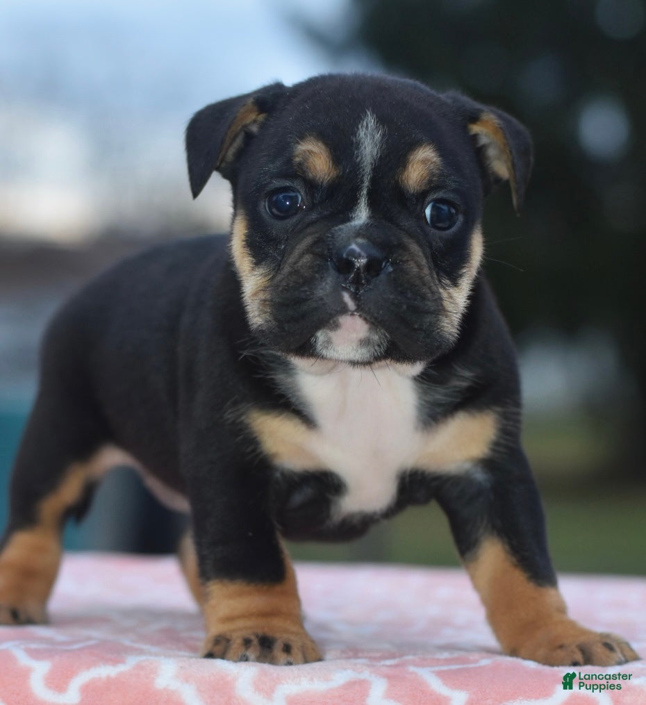 Mixed Breed dogs Savana tiny puppy - Ad 27