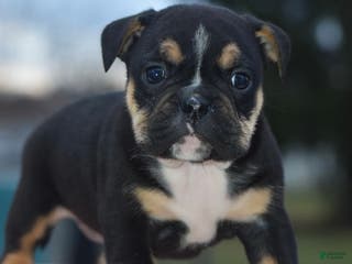 Mixed Breed dogs Savana tiny puppy - Ad 33