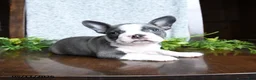 Boston Terrier dogs for sale: Ellie - Ad 2